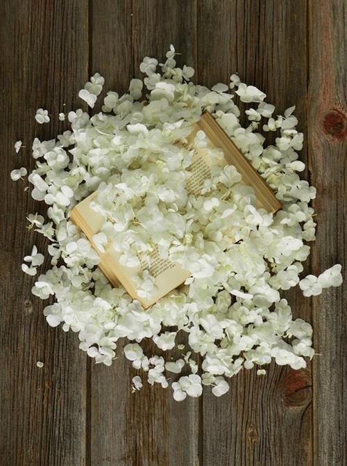 Buy Wholesale Flowers Online Bulk Flower Delivery FlowerFarm